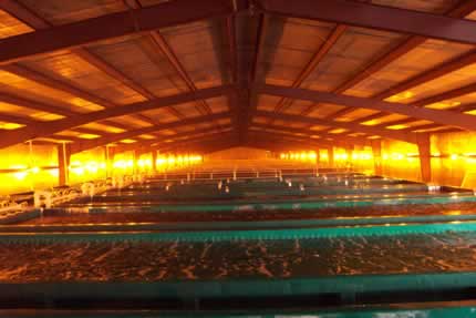 Colorite Recirculating System Photos